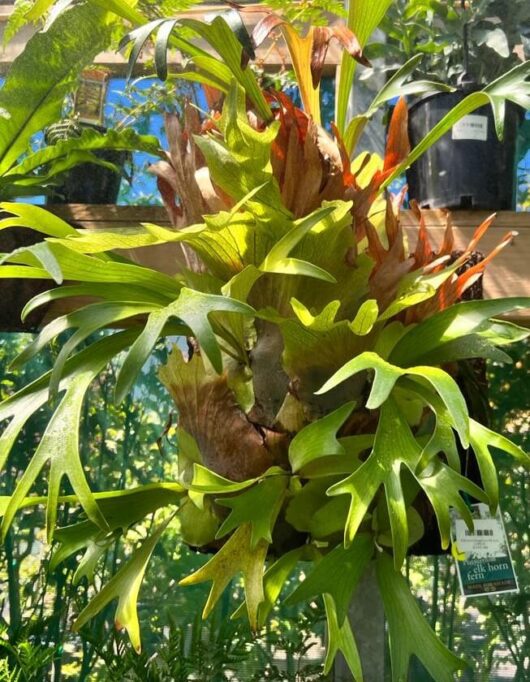 Platycerium 'Staghorn' Mount (Large) *Premium*