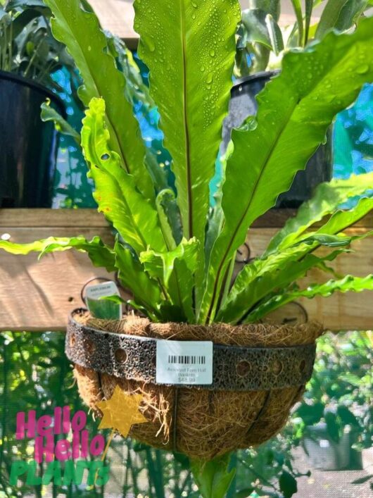 Fern 'Half Baskets' Mixed