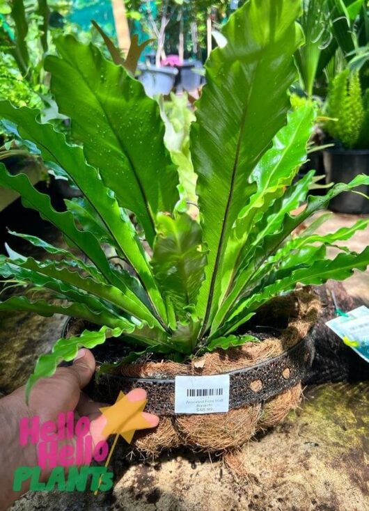 Fern 'Half Baskets' Mixed