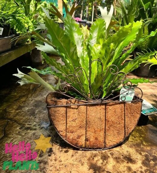 Fern 'Half Baskets' Mixed