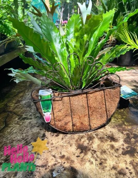 Fern 'Half Baskets' Mixed