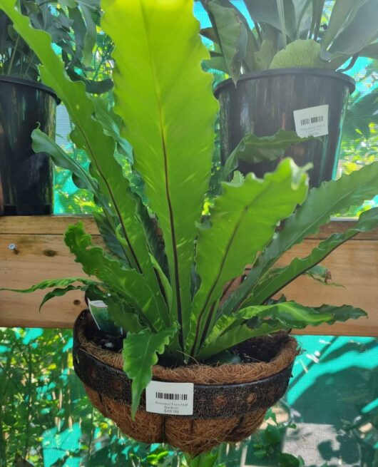 Fern 'Half Baskets' Mixed
