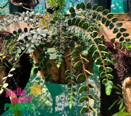 Fern 'Half Baskets' Mixed