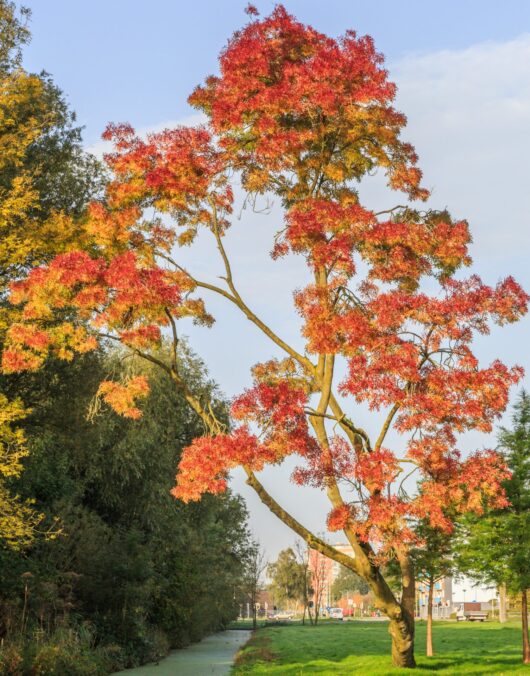 Fraxinus 'Claret Ash' Tree 16" Pot