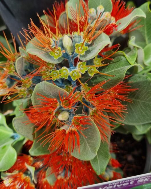 Metrosideros 'Velvet Sky™' 7" Pot