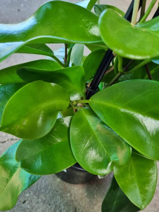 Hoya carnosa 'Pink Hoya'