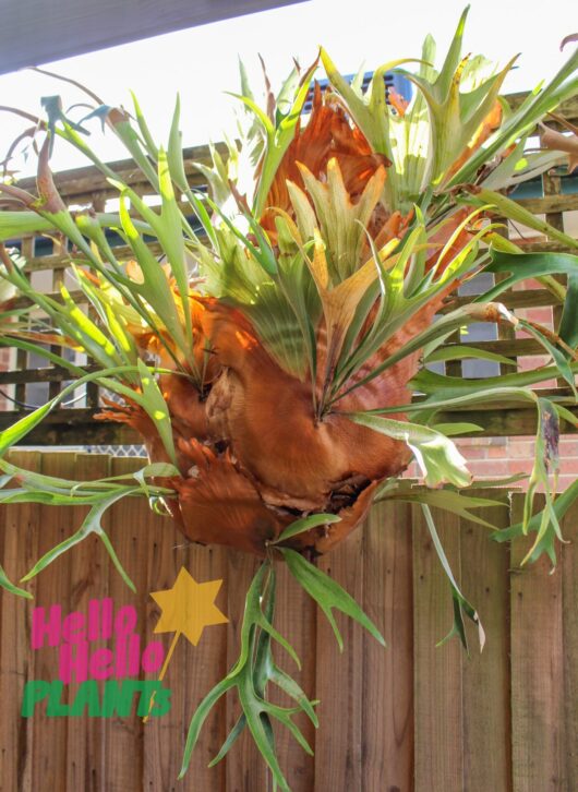 Platycerium 'Staghorn' Mount (Large) *Premium*