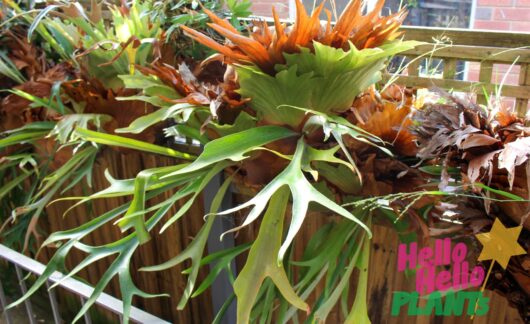 Platycerium 'Staghorn' Mount (Large) *Premium*
