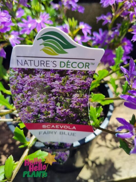 Scaevola 'Fairy Blue' 6" Pot