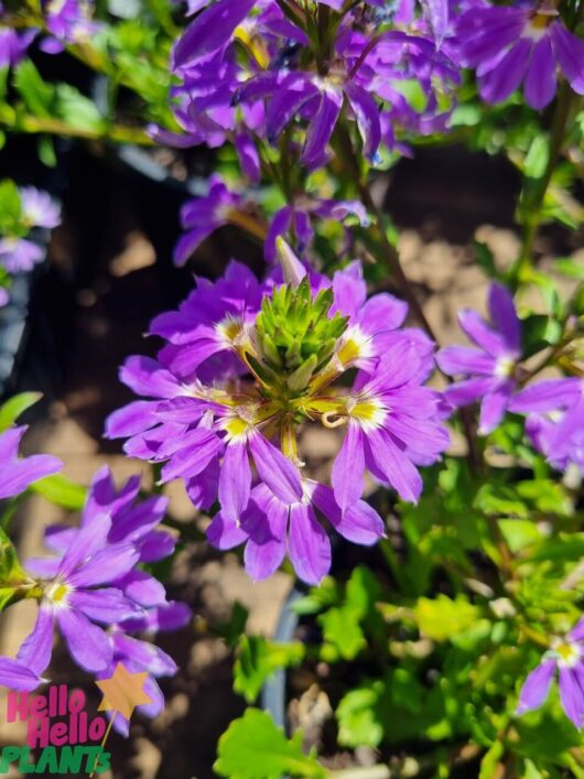 Scaevola 'Fairy Blue' 6" Pot