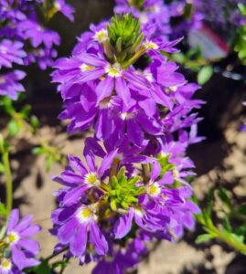 Scaevola 'Fairy Blue' 6" Pot