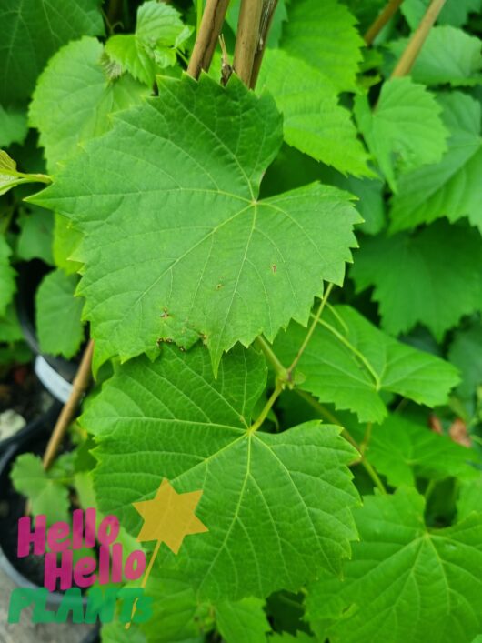 Vitis coignetiae 'Crimson Glory Vine' 10" Pot