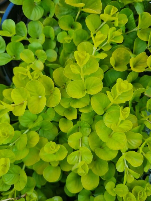 Lysimachia 'Creeping Jenny'