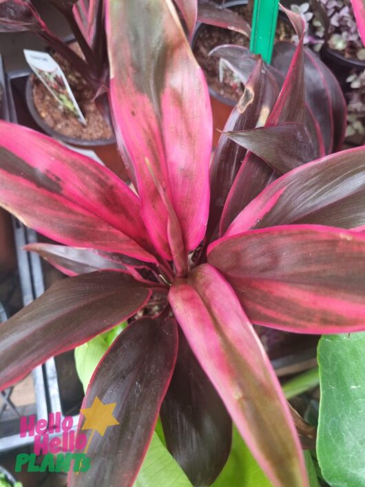 Cordyline fruticosa 'Tango'