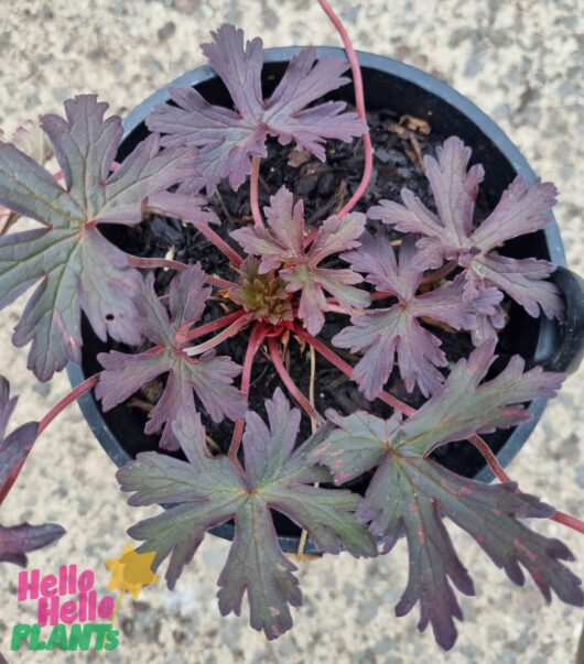 Geranium 'Black and White' 6" Pot