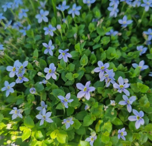 Pratia 'Blue Star Creeper' 6" Pot