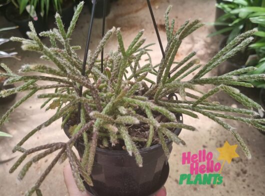 Rhipsalis 'Hairy Stemmed Rhipsalis' 5" (Hanging Basket)