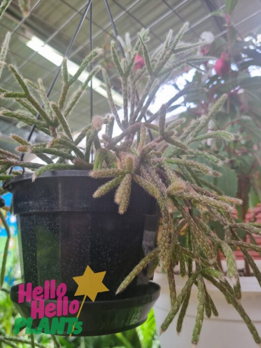 Rhipsalis 'Hairy Stemmed Rhipsalis' 5" (Hanging Basket)