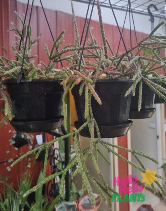 Rhipsalis 'Hairy Stemmed Rhipsalis' 5" (Hanging Basket)