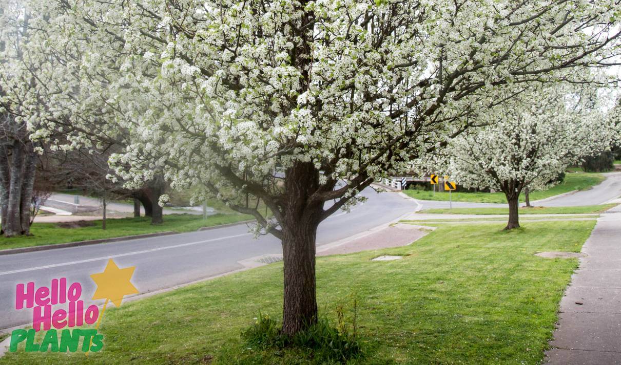 Winter Glow Ornamental Pear - 'Evergreen Pear