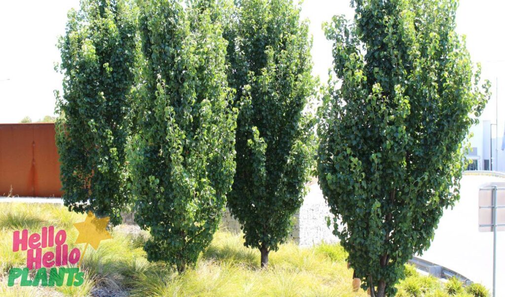 Hello Hello Plants Nursery Campbellfield Melbourne Victoria Australia Pyrus calleryana Capital ornamental pear summer foliage advanced