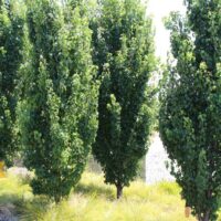 Hello Hello Plants Nursery Campbellfield Melbourne Victoria Australia Pyrus calleryana Capital ornamental pear summer foliage advanced