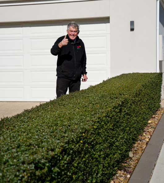 chris lucas ligustrum undulatum box leaf privet hedge green border neat compact