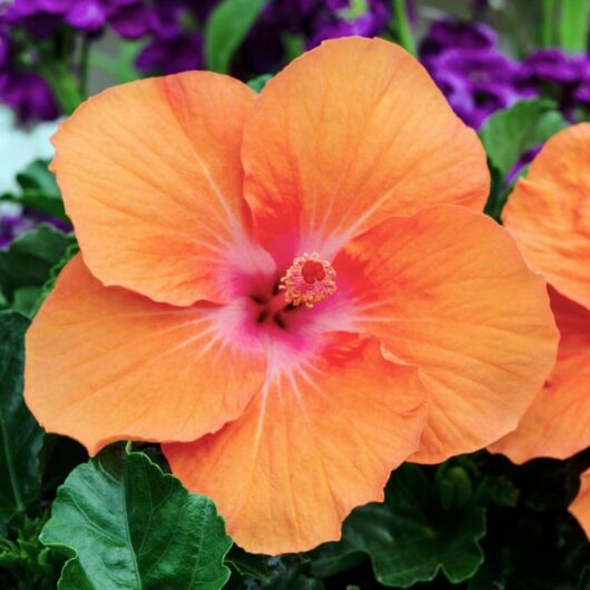 Hibiscus Rio Clara 'Orange Delight' 6" Pot