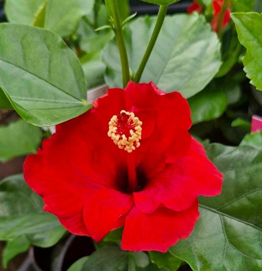 The Hibiscus Rio Clara 'Flaming Glory' in a 6" pot showcases vibrant red petals with prominent yellow stamens, set against lush green foliage.