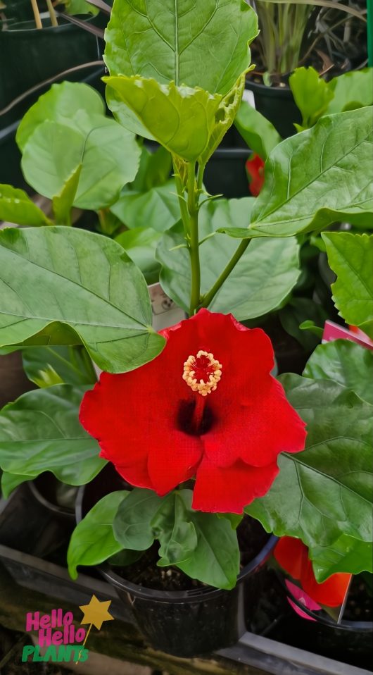 The vibrant red Hibiscus Rio Clara 'Flaming Glory' blooms beautifully amid lush green leaves, gracefully housed in a 6" pot featuring a "Hello Hello Plants" sticker.