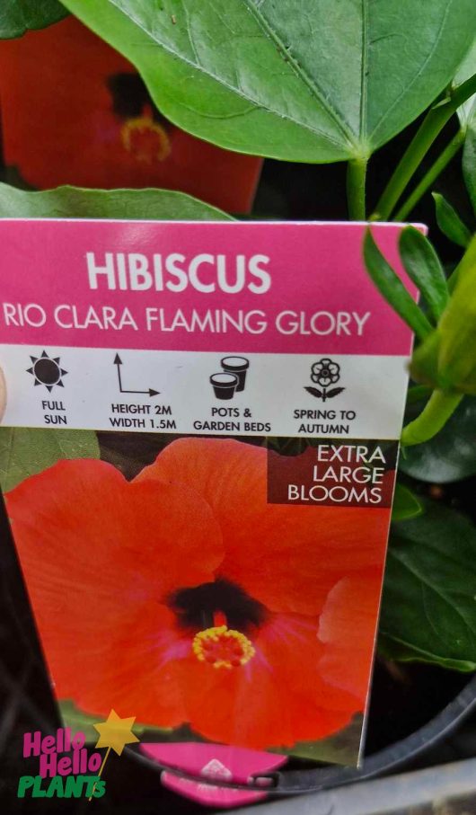 The "Hibiscus Rio Clara 'Flaming Glory'" label describes it as thriving in full sun, growing up to 2m tall and 1.5m wide. Ideal for pots or garden beds, it features extra-large blooms from spring to autumn.