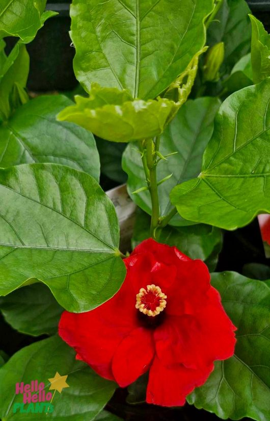 A Hibiscus Rio Clara 'Flaming Glory' boasts a bold red bloom with a standout stamen, surrounded by lush green leaves in a 6" pot. The logo is elegantly placed in the bottom left corner, enhancing the composition.