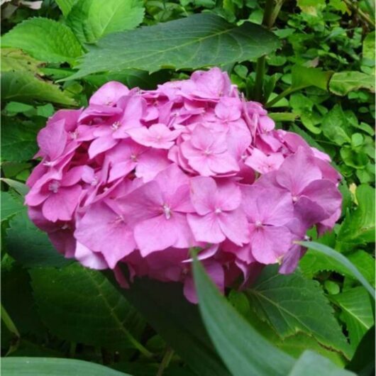 Hydrangea 'Pink Bouquet' 8" Pot