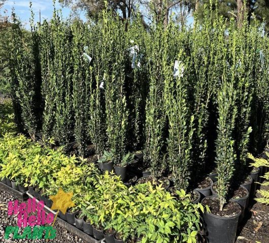 tall potted plants dark green upright foliage ilex crenata sky pencil holly planted in 10inch black pots