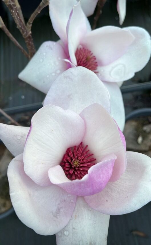 Magnolia x Iolanthe flowers pale pink and creamy white shades