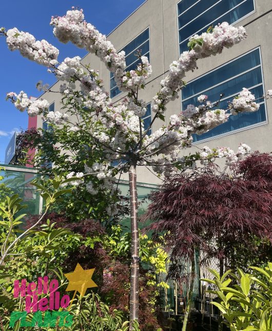 Prunus serrulata Shimidsu Sakura Japanese flowering Cherry blossom Tree flowering with white fluffy flowers