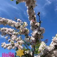 Prunus 'Shimidsu Sakura' Japanese Cherry