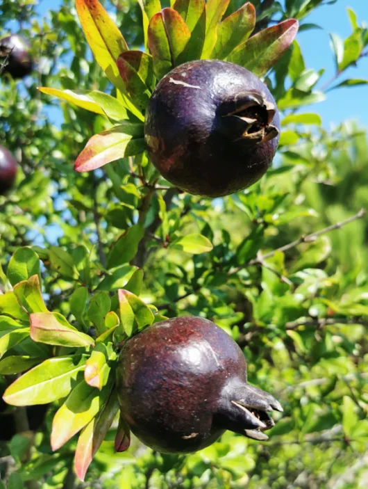 Punica 'Midnight Velvet™' Pomegranate 6" Pot