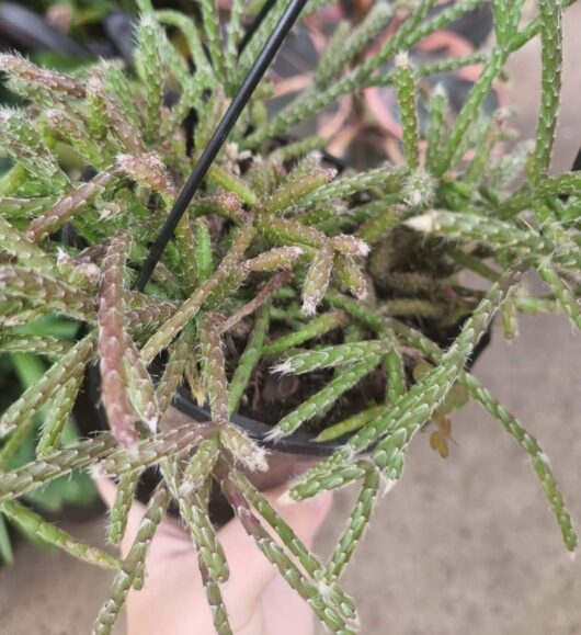 Rhipsalis 'Hairy Stemmed Rhipsalis' 5" (Hanging Basket)