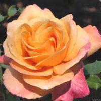 A close-up of the Rose 'Lolita®' Bush Form in full bloom, displaying peach and yellow petals with green leaves and a softly blurred background.