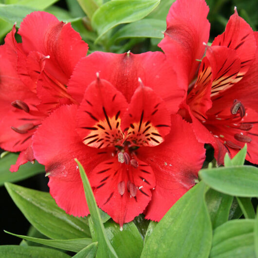 Alstroemeria 'Kate' Peruvian Lily