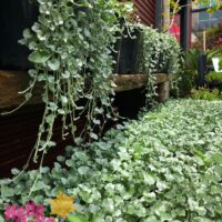 Dichondra 'Silver Falls'