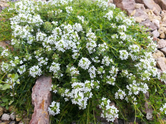 Thymus 'White Creeping Thyme'