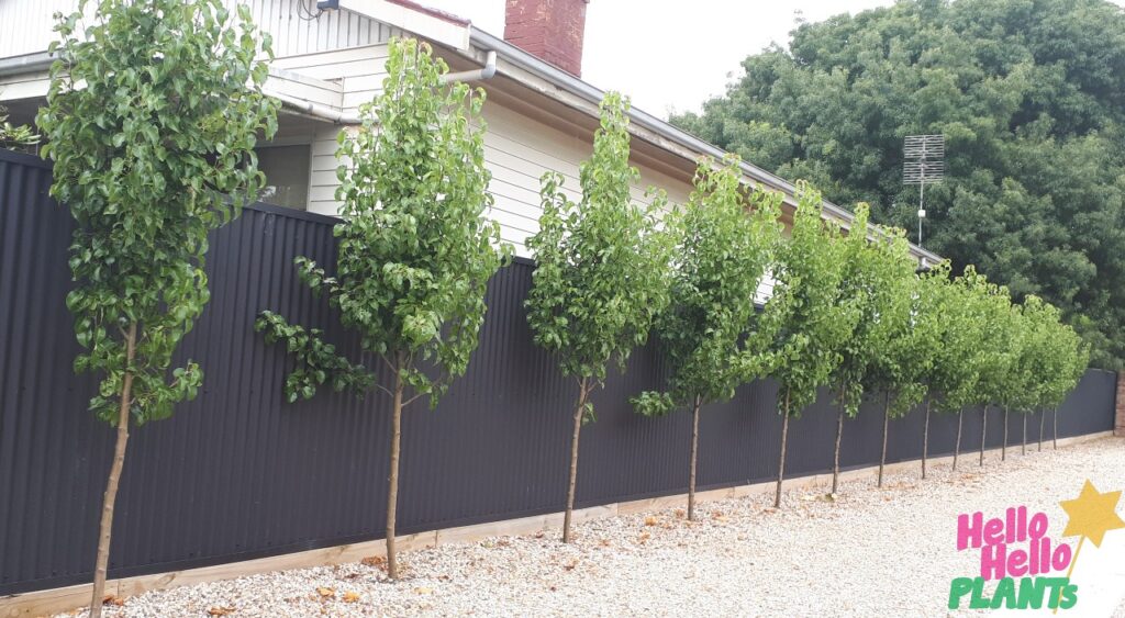 pyrus calleryana ornamental capital pear border