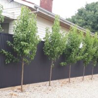 pyrus calleryana ornamental capital pear border