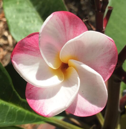 Plumeria 'Lulu' Frangipani 8" Pot