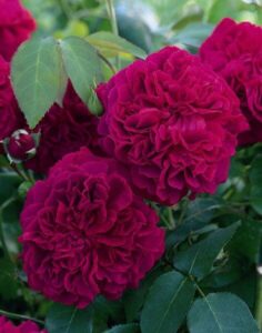 rosa david austin william shakespeare 2000 rose english rose