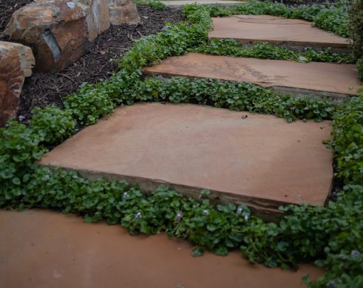 A stone pathway with large, flat pavers surrounded by small green plants, including vibrant Viola 'Native Violet' 3" Pot (Bulk Buy of 20), leads through a landscaped garden area with rocky edges.