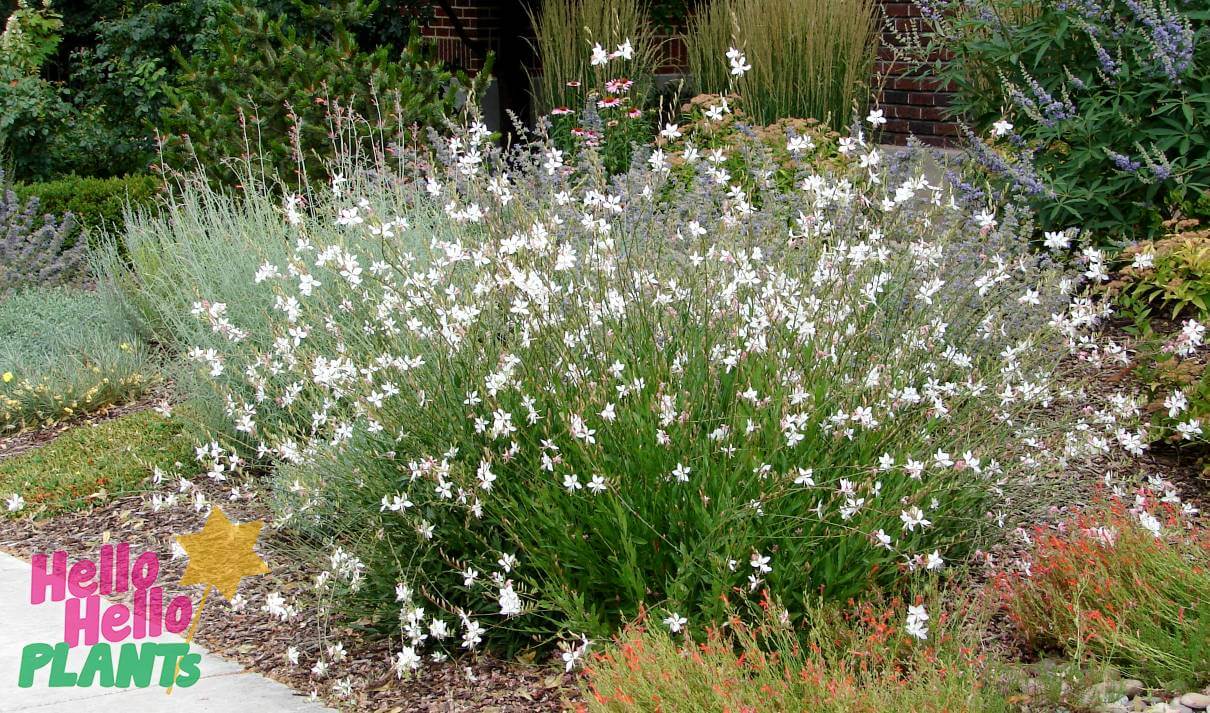 Gaura Butterfly Bush