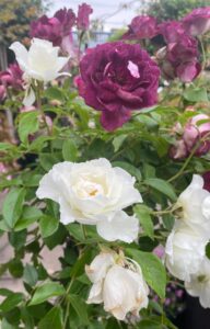 Hello Hello Plants Nursery melbourne Victoria Australia Rosa floribunda Burgundy White Iceberg